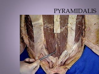 Pyramidalis Muscle Module lecture 2.pptx on abdomen internal external | PPTX