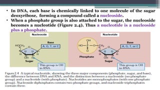 • In DNA, each base is chemically linked to one molecule of the sugar
deoxyribose, forming a compound called a nucleoside.
• When a phosphate group is also attached to the sugar, the nucleoside
becomes a nucleotide (Figure 2.4). Thus a nucleotide is a nucleoside
plus a phosphate.
 