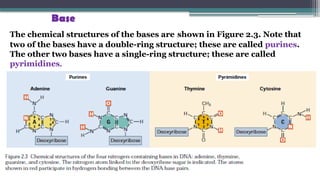 Base
The chemical structures of the bases are shown in Figure 2.3. Note that
two of the bases have a double-ring structure; these are called purines.
The other two bases have a single-ring structure; these are called
pyrimidines.
 