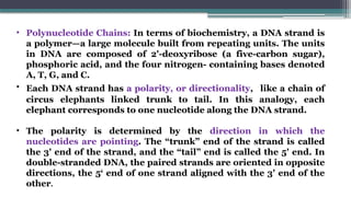• Polynucleotide Chains: In terms of biochemistry, a DNA strand is
a polymer—a large molecule built from repeating units. The units
in DNA are composed of 2'-deoxyribose (a five-carbon sugar),
phosphoric acid, and the four nitrogen- containing bases denoted
A, T, G, and C.
• Each DNA strand has a polarity, or directionality, like a chain of
circus elephants linked trunk to tail. In this analogy, each
elephant corresponds to one nucleotide along the DNA strand.
• The polarity is determined by the direction in which the
nucleotides are pointing. The “trunk” end of the strand is called
the 3' end of the strand, and the “tail” end is called the 5' end. In
double-stranded DNA, the paired strands are oriented in opposite
directions, the 5‘ end of one strand aligned with the 3' end of the
other.
 