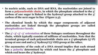 • In nucleic acids, such as DNA and RNA, the nucleotides are joined to
form a polynucleotide chain, in which the phosphate attached to the 5'
carbon of one sugar is linked to the hydroxyl group attached to the 3'
carbon of the next sugar in line (Figure 2.5).
• The chemical bonds by which the sugar components of adjacent
nucleotides are linked through the phosphate groups are called
phosphodiester bonds.
• The 5'–3'–5'–3' orientation of these linkages continues throughout the
chain, which typically consists of millions of nucleotides. Note that the
terminal groups of each polynucleotide chain are a 5'-phosphate (5'-P)
group at one end and a 3'-hydroxyl (3'-OH) group at the other.
• The asymmetry of the ends of a DNA strand implies that each strand
has a polarity determined by which end bears the 5' phosphate and
which end bears the 3' hydroxyl.
 