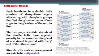 • Each backbone in a double helix
consists of deoxyribose sugars
alternating with phosphate groups
that link the 3' carbon atom of one
sugar to the 5' carbon of the next in
line.
• The two polynucleotide strands of
the double helix have opposite
polarity in the sense that the 5' end
of one strand is paired with the 3'
end of the other strand.
• Strands with such an arrangement
are said to be antiparallel.
Antiparallel Strands
 