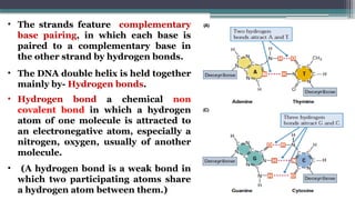 • The strands feature complementary
base pairing, in which each base is
paired to a complementary base in
the other strand by hydrogen bonds.
• The DNA double helix is held together
mainly by- Hydrogen bonds.
• Hydrogen bond a chemical non
covalent bond in which a hydrogen
atom of one molecule is attracted to
an electronegative atom, especially a
nitrogen, oxygen, usually of another
molecule.
• (A hydrogen bond is a weak bond in
which two participating atoms share
a hydrogen atom between them.)
 