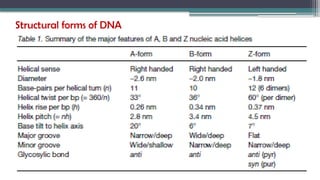 Structural forms of DNA
 