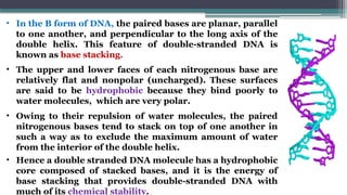 • In the B form of DNA, the paired bases are planar, parallel
to one another, and perpendicular to the long axis of the
double helix. This feature of double-stranded DNA is
known as base stacking.
• The upper and lower faces of each nitrogenous base are
relatively flat and nonpolar (uncharged). These surfaces
are said to be hydrophobic because they bind poorly to
water molecules, which are very polar.
• Owing to their repulsion of water molecules, the paired
nitrogenous bases tend to stack on top of one another in
such a way as to exclude the maximum amount of water
from the interior of the double helix.
• Hence a double stranded DNA molecule has a hydrophobic
core composed of stacked bases, and it is the energy of
base stacking that provides double-stranded DNA with
much of its chemical stability.
 