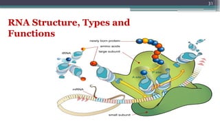 31
RNA Structure, Types and
Functions
 