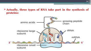 34
 Actually, three types of RNA take part in the synthesis of
proteins:
 