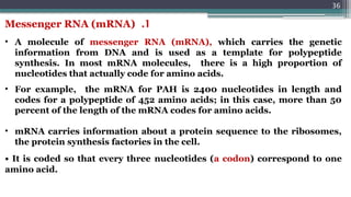 36
• A molecule of messenger RNA (mRNA), which carries the genetic
information from DNA and is used as a template for polypeptide
synthesis. In most mRNA molecules, there is a high proportion of
nucleotides that actually code for amino acids.
• For example, the mRNA for PAH is 2400 nucleotides in length and
codes for a polypeptide of 452 amino acids; in this case, more than 50
percent of the length of the mRNA codes for amino acids.
• mRNA carries information about a protein sequence to the ribosomes,
the protein synthesis factories in the cell.
• It is coded so that every three nucleotides (a codon) correspond to one
amino acid.
1
.
Messenger RNA (mRNA)
 