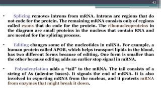 42
• Splicing removes introns from mRNA. Introns are regions that do
not code for the protein. The remaining mRNA consists only of regions
called exons that do code for the protein. The ribonucleoproteins in
the diagram are small proteins in the nucleus that contain RNA and
are needed for the splicing process.
• Editing changes some of the nucleotides in mRNA. For example, a
human protein called APOB, which helps transport lipids in the blood,
has two different forms because of editing. One form is smaller than
the other because editing adds an earlier stop signal in mRNA.
• Polyadenylation adds a “tail” to the mRNA. The tail consists of a
string of As (adenine bases). It signals the end of mRNA. It is also
involved in exporting mRNA from the nucleus, and it protects mRNA
from enzymes that might break it down.
 