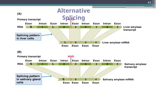 45
Alternative
Splicing
 