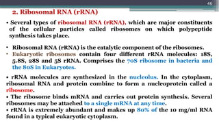 46
• Several types of ribosomal RNA (rRNA), which are major constituents
of the cellular particles called ribosomes on which polypeptide
synthesis takes place.
• Ribosomal RNA (rRNA) is the catalytic component of the ribosomes.
• Eukaryotic ribosomes contain four different rRNA molecules: 18S,
5.8S, 28S and 5S rRNA. Comprises the 70S ribosome in bacteria and
the 80S in Eukaryotes.
• rRNA molecules are synthesized in the nucleolus. In the cytoplasm,
ribosomal RNA and protein combine to form a nucleoprotein called a
ribosome.
• The ribosome binds mRNA and carries out protein synthesis. Several
ribosomes may be attached to a single mRNA at any time.
• rRNA is extremely abundant and makes up 80% of the 10 mg/ml RNA
found in a typical eukaryotic cytoplasm.
2. Ribosomal RNA (rRNA)
 