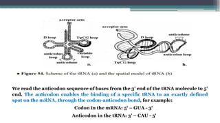 We read the anticodon sequence of bases from the 3' end of the tRNA molecule to 5'
end. The anticodon enables the binding of a specific tRNA to an exactly defined
spot on the mRNA, through the codon-anticodon bond, for example:
Codon in the mRNA: 5' – GUA - 3'
Anticodon in the tRNA: 3' – CAU - 5'
 