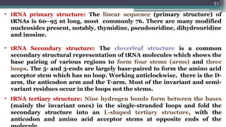 51
• tRNA primary structure: The linear sequence (primary structure) of
tRNAs is 60–95 nt long, most commonly 76. There are many modified
nucleosides present, notably, thymidine, pseudouridine, dihydrouridine
and inosine.
• tRNA Secondary structure: The cloverleaf structure is a common
secondary structural representation of tRNA molecules which shows the
base pairing of various regions to form four stems (arms) and three
loops. The 5- and 3-ends are largely base-paired to form the amino acid
acceptor stem which has no loop. Working anticlockwise, there is the D-
arm, the anticodon arm and the T-arm. Most of the invariant and semi-
variant residues occur in the loops not the stems.
• tRNA tertiary structure: Nine hydrogen bonds form between the bases
(mainly the invariant ones) in the single-stranded loops and fold the
secondary structure into an L-shaped tertiary structure, with the
anticodon and amino acid acceptor stems at opposite ends of the
 