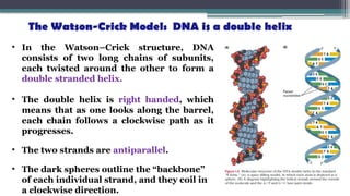 The Watson-Crick Model: DNA is a double helix
• In the Watson–Crick structure, DNA
consists of two long chains of subunits,
each twisted around the other to form a
double stranded helix.
• The double helix is right handed, which
means that as one looks along the barrel,
each chain follows a clockwise path as it
progresses.
• The two strands are antiparallel.
• The dark spheres outline the “backbone”
of each individual strand, and they coil in
a clockwise direction.
 