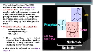 • The building blocks of the DNA
molecule are called nucleotides.
• A nucleotide is a monomer of a
nucleic acid polymer and is made of
a nitrogenous base, pentose and
phosphate (the rest of H3PO4). The
individual nucleotides in a nucleic
acid differ only by their nitrogenous
base.
 Chemical structure of nucleotides:
• nitrogenous base
•Deoxyribose Sugar
•Phosphate
• The nucleotides are linked
together into a chain by covalent
bonds (a strong chemical bond
involving electron sharing).
• This chain is referred to as a DNA
strand.
 