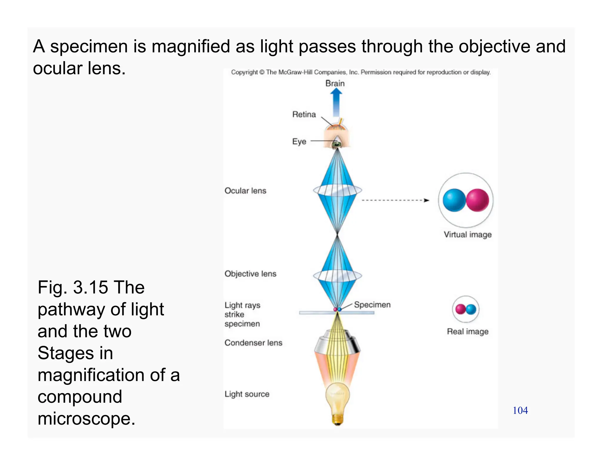 104
A specimen is magnified as light passes through the objective and
ocular lens.
Fig. 3.15 The
pathway of light
and the two
Stages in
magnification of a
compound
microscope.
 