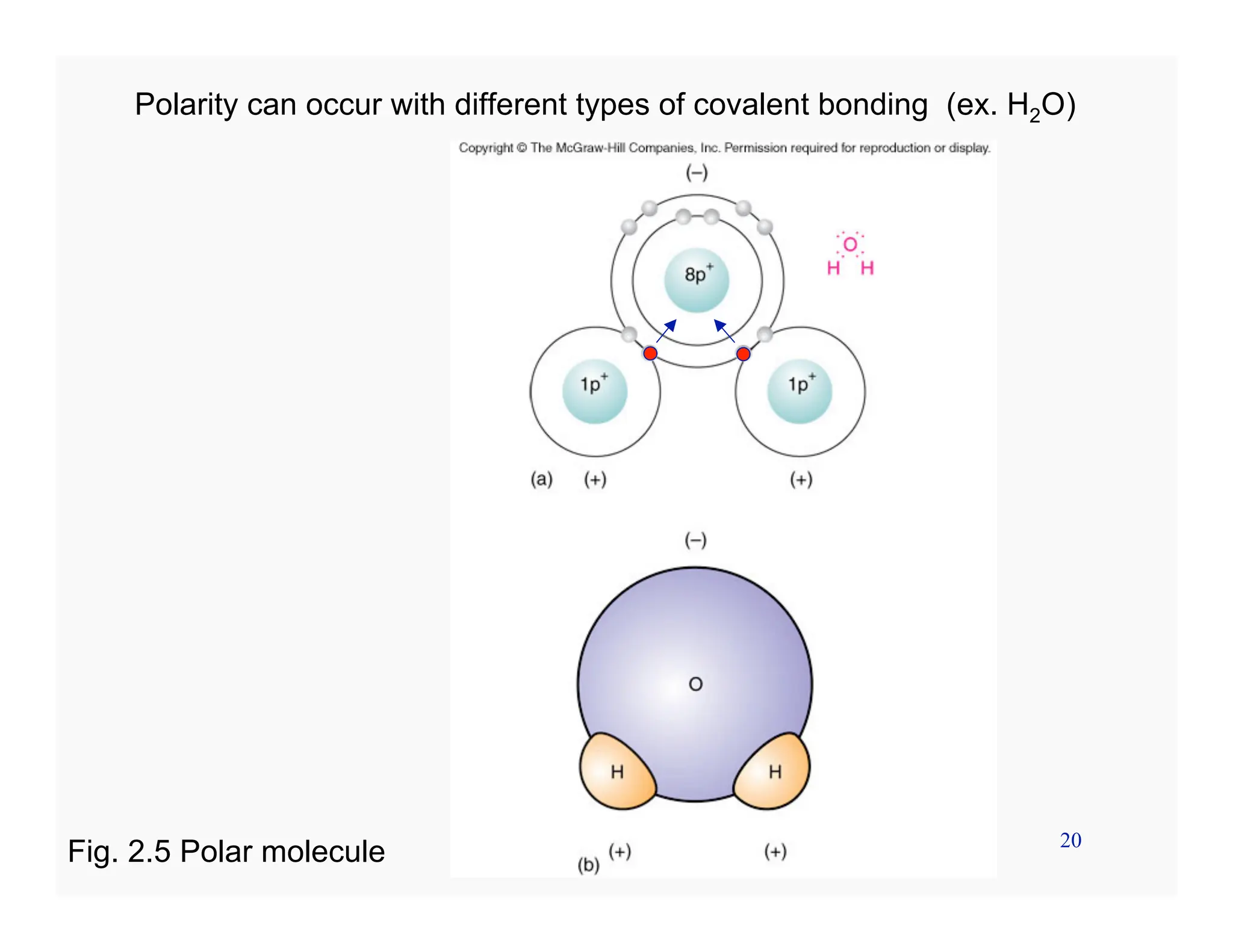 20
Polarity can occur with different types of covalent bonding (ex. H2O)
Fig. 2.5 Polar molecule
 
