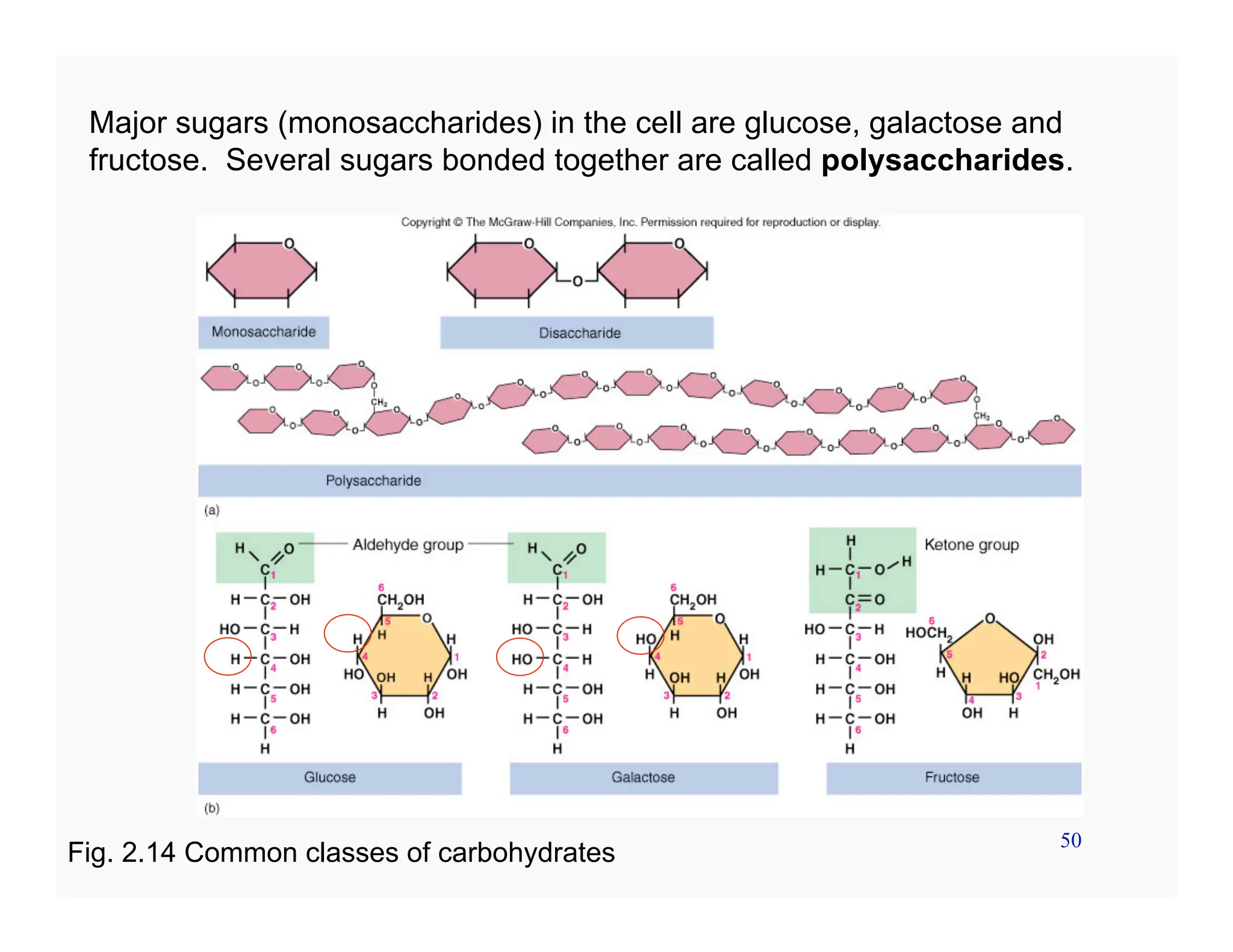 50
Major sugars (monosaccharides) in the cell are glucose, galactose and
fructose. Several sugars bonded together are called polysaccharides.
Fig. 2.14 Common classes of carbohydrates
 