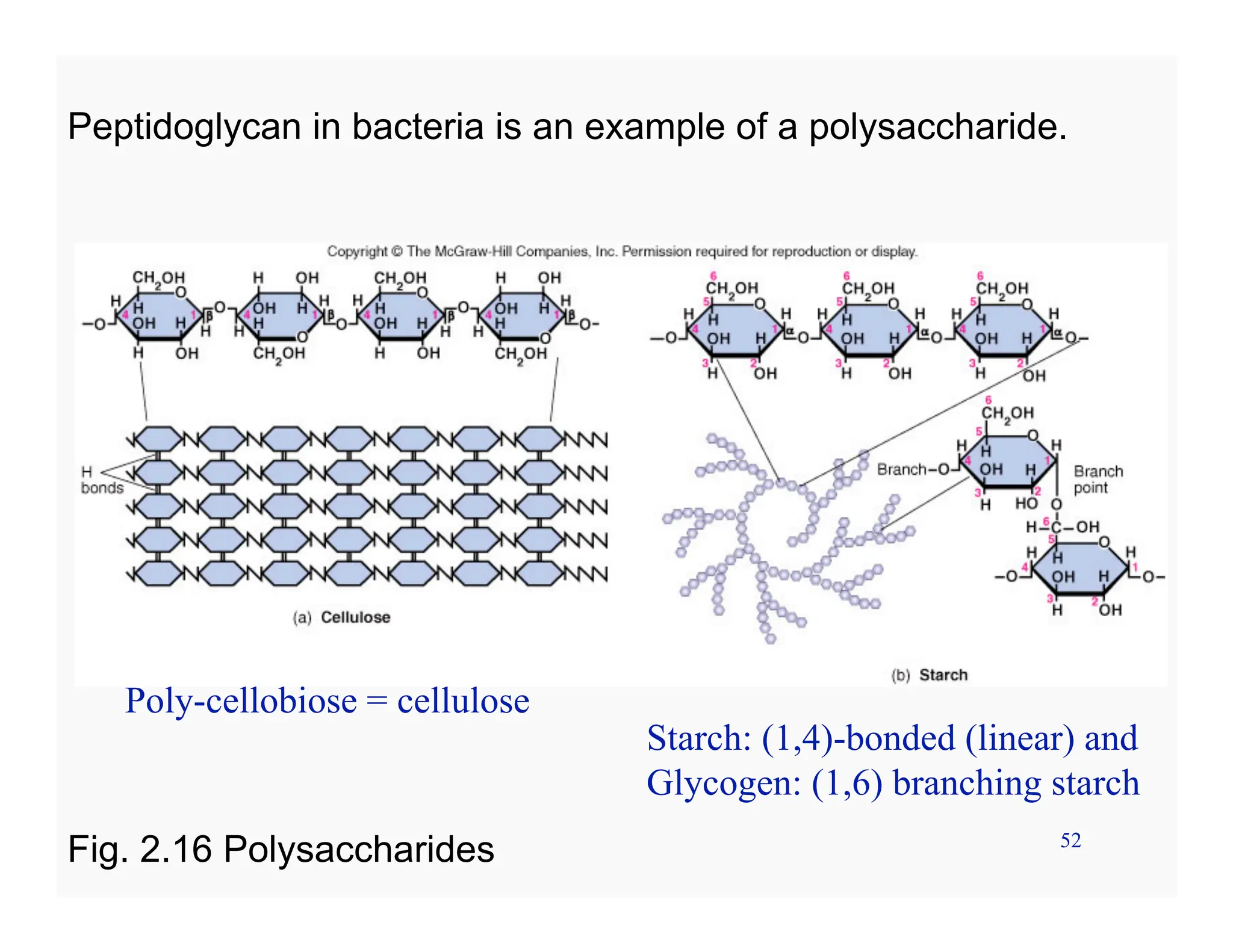 52
Peptidoglycan in bacteria is an example of a polysaccharide.
Fig. 2.16 Polysaccharides
Starch: (1,4)-bonded (linear) and
Glycogen: (1,6) branching starch
Poly-cellobiose = cellulose
 