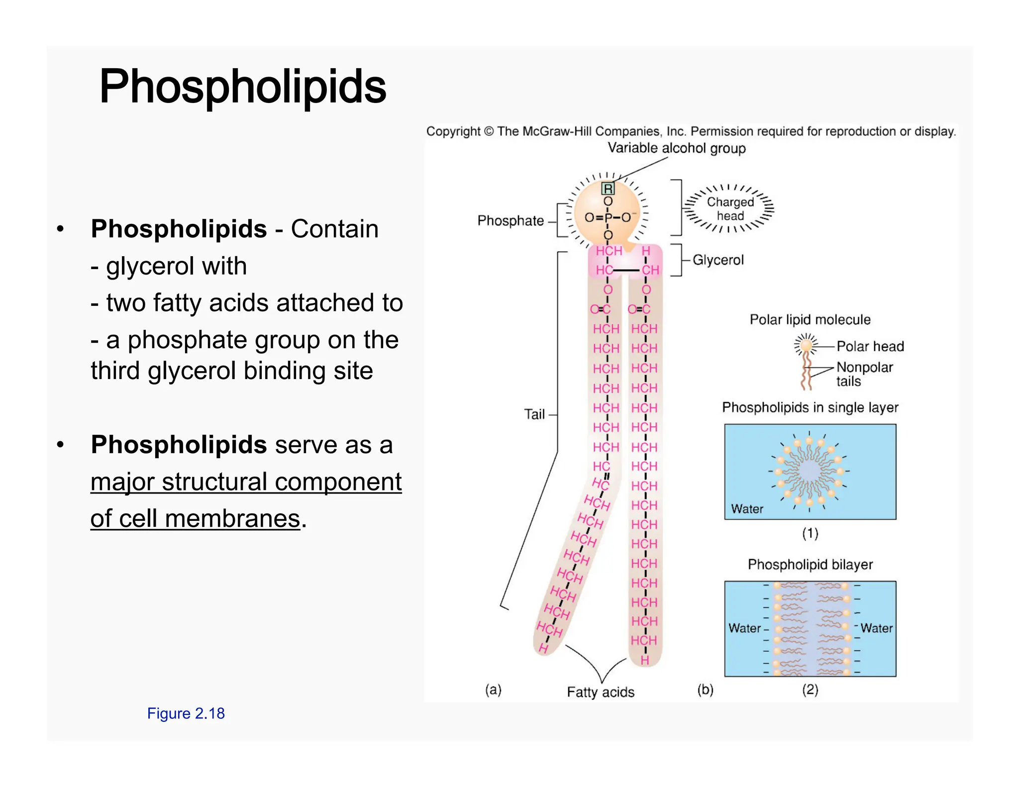 56
Phospholipids
• Phospholipids - Contain
- glycerol with
- two fatty acids attached to
- a phosphate group on the
third glycerol binding site
• Phospholipids serve as a
major structural component
of cell membranes.
Figure 2.18
 