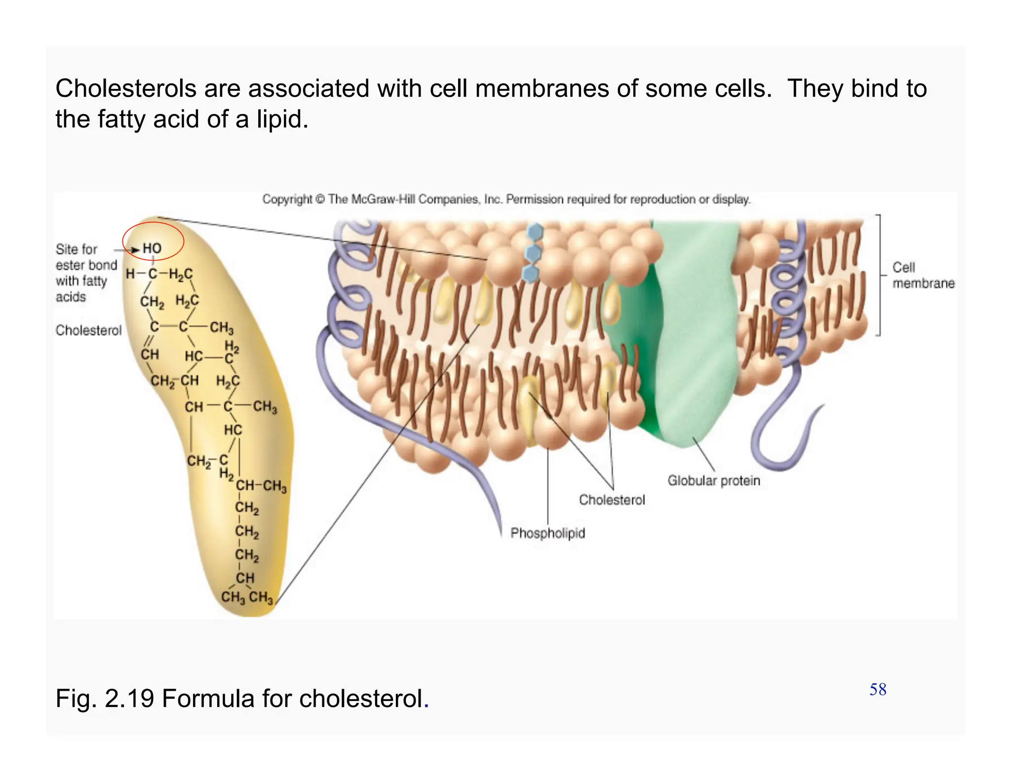 58
Cholesterols are associated with cell membranes of some cells. They bind to
the fatty acid of a lipid.
Fig. 2.19 Formula for cholesterol.
 