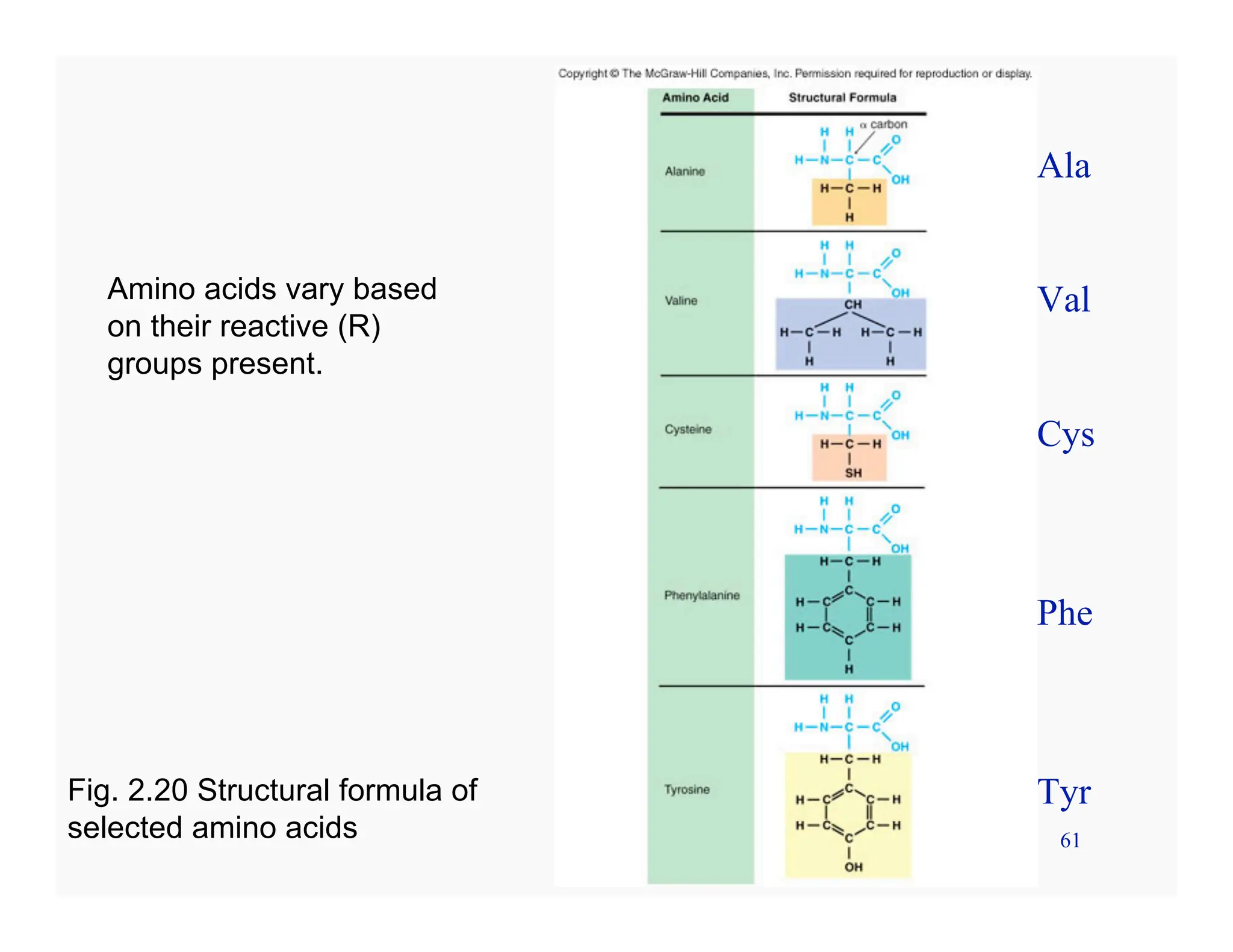 61
Amino acids vary based
on their reactive (R)
groups present.
Fig. 2.20 Structural formula of
selected amino acids
Ala
Val
Cys
Phe
Tyr
 