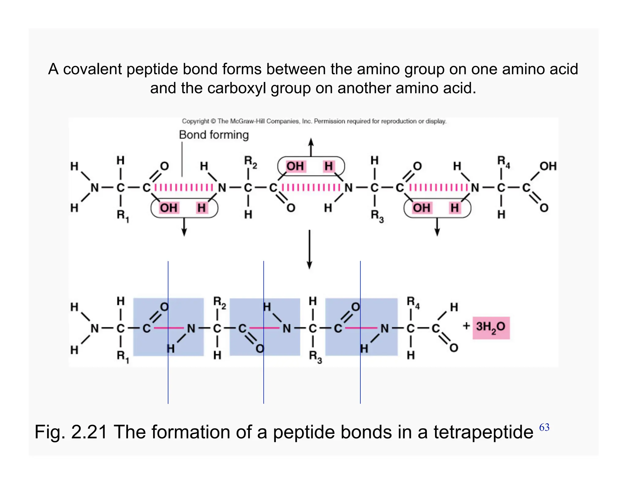 63
A covalent peptide bond forms between the amino group on one amino acid
and the carboxyl group on another amino acid.
Fig. 2.21 The formation of a peptide bonds in a tetrapeptide
 