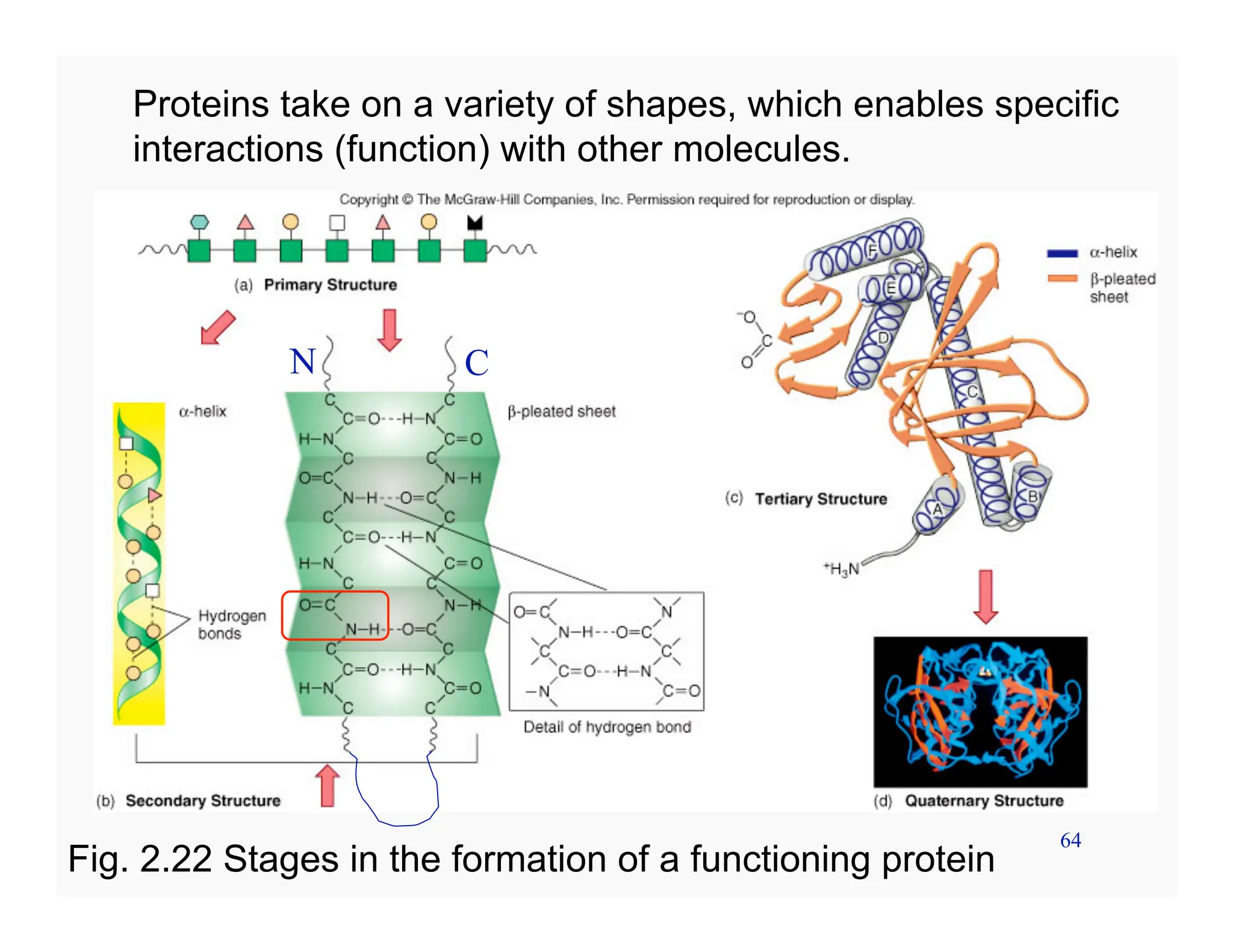 64
Proteins take on a variety of shapes, which enables specific
interactions (function) with other molecules.
Fig. 2.22 Stages in the formation of a functioning protein
N C
 