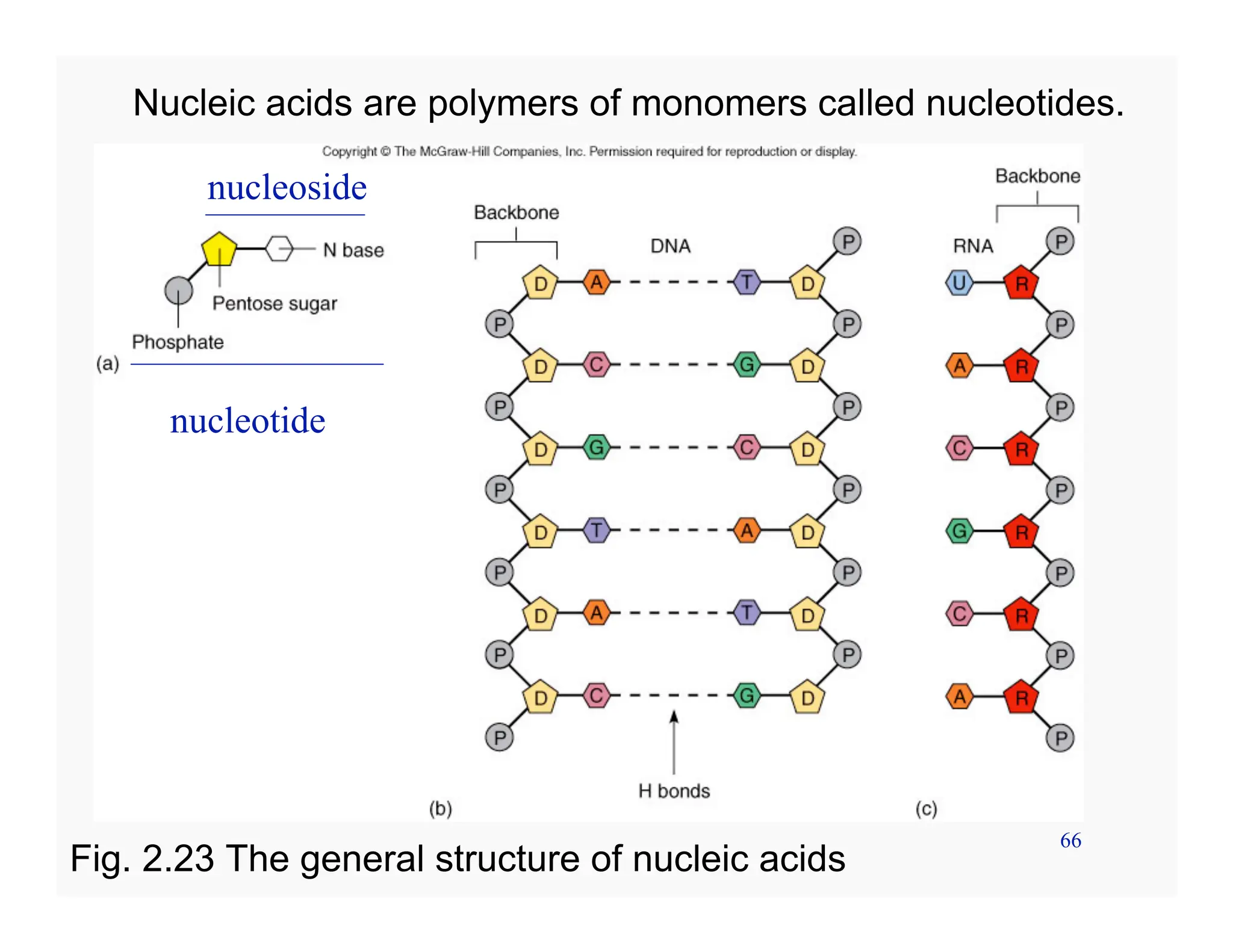 66
Nucleic acids are polymers of monomers called nucleotides.
Fig. 2.23 The general structure of nucleic acids
nucleoside
nucleotide
 