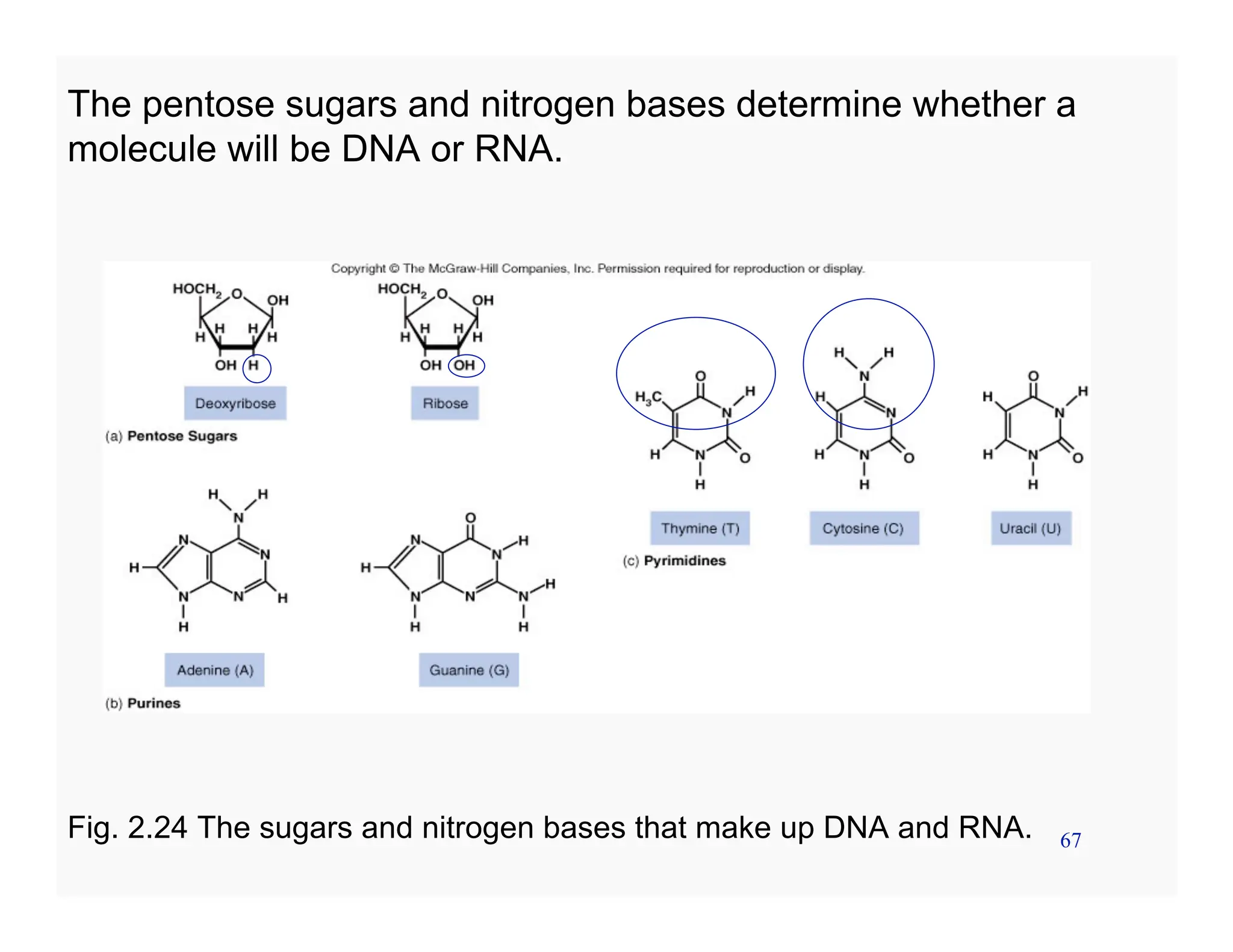 67
The pentose sugars and nitrogen bases determine whether a
molecule will be DNA or RNA.
Fig. 2.24 The sugars and nitrogen bases that make up DNA and RNA.
 