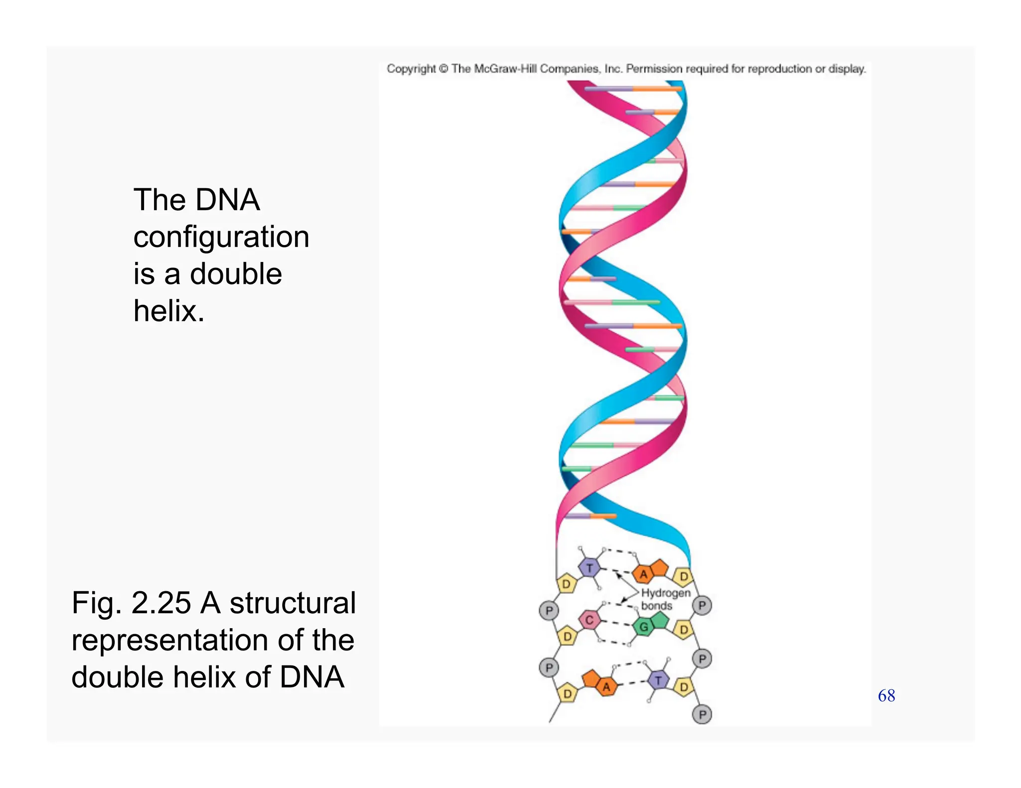 68
The DNA
configuration
is a double
helix.
Fig. 2.25 A structural
representation of the
double helix of DNA
 