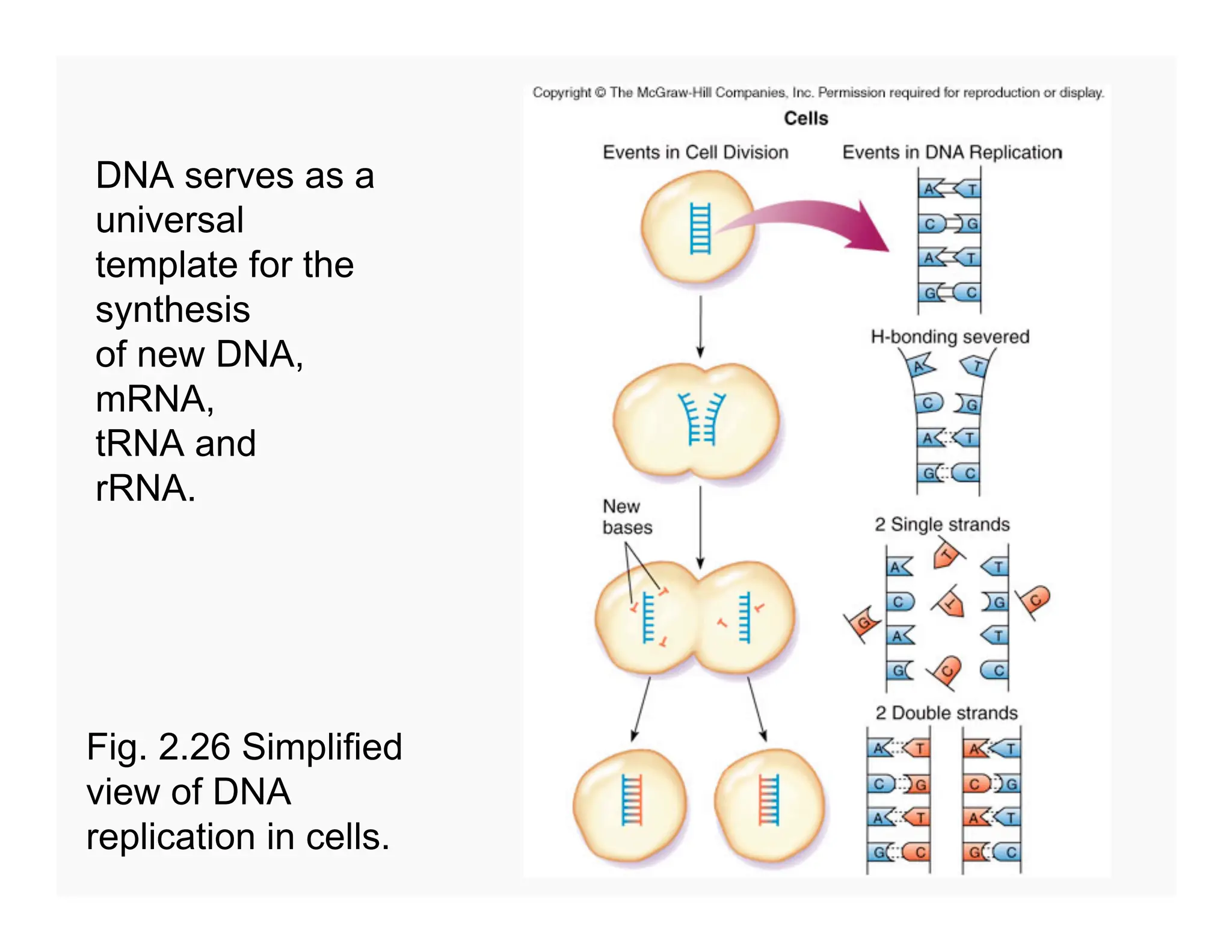 69
DNA serves as a
universal
template for the
synthesis
of new DNA,
mRNA,
tRNA and
rRNA.
Fig. 2.26 Simplified
view of DNA
replication in cells.
 