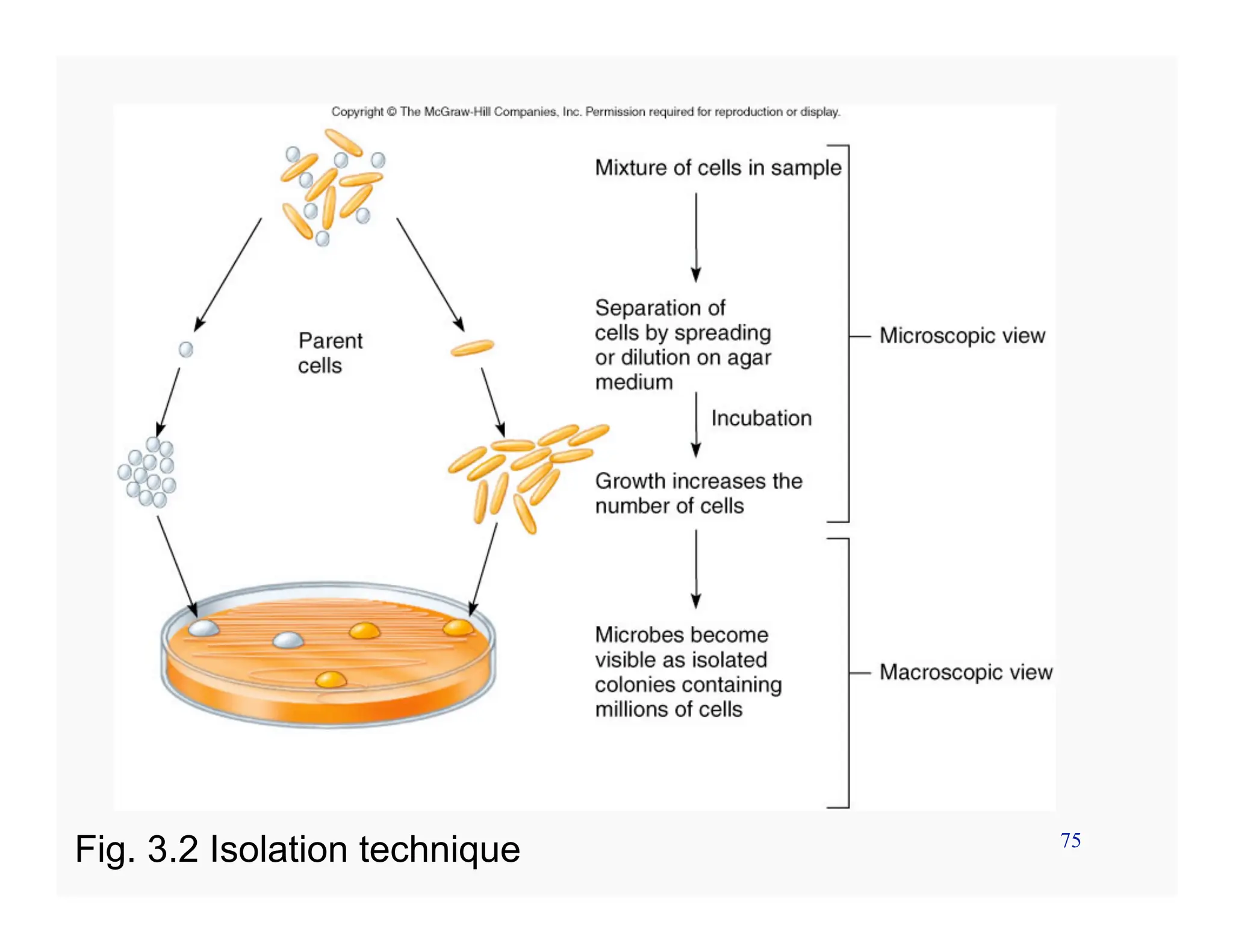 75
Fig. 3.2 Isolation technique
 