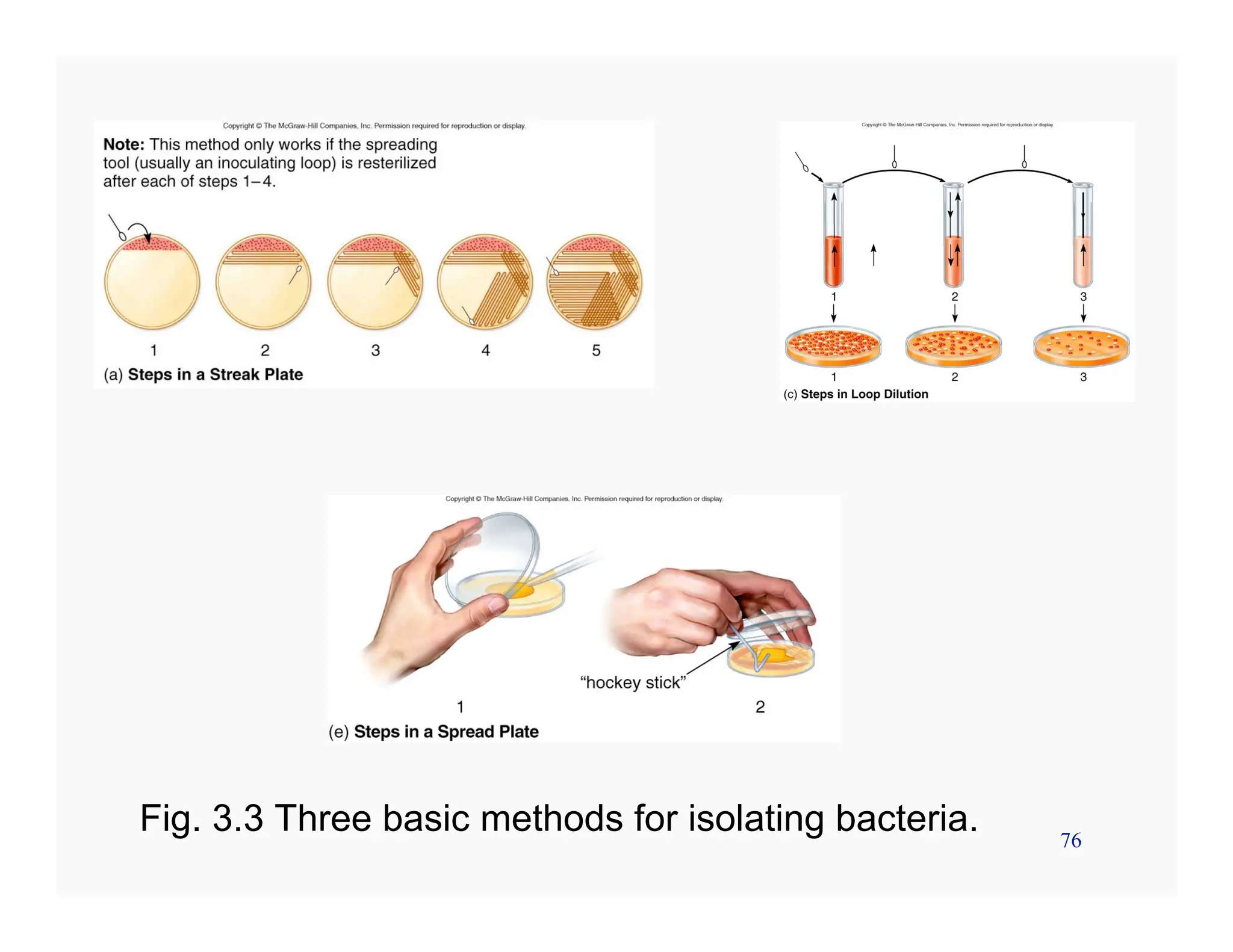 76
Fig. 3.3 Three basic methods for isolating bacteria.
 