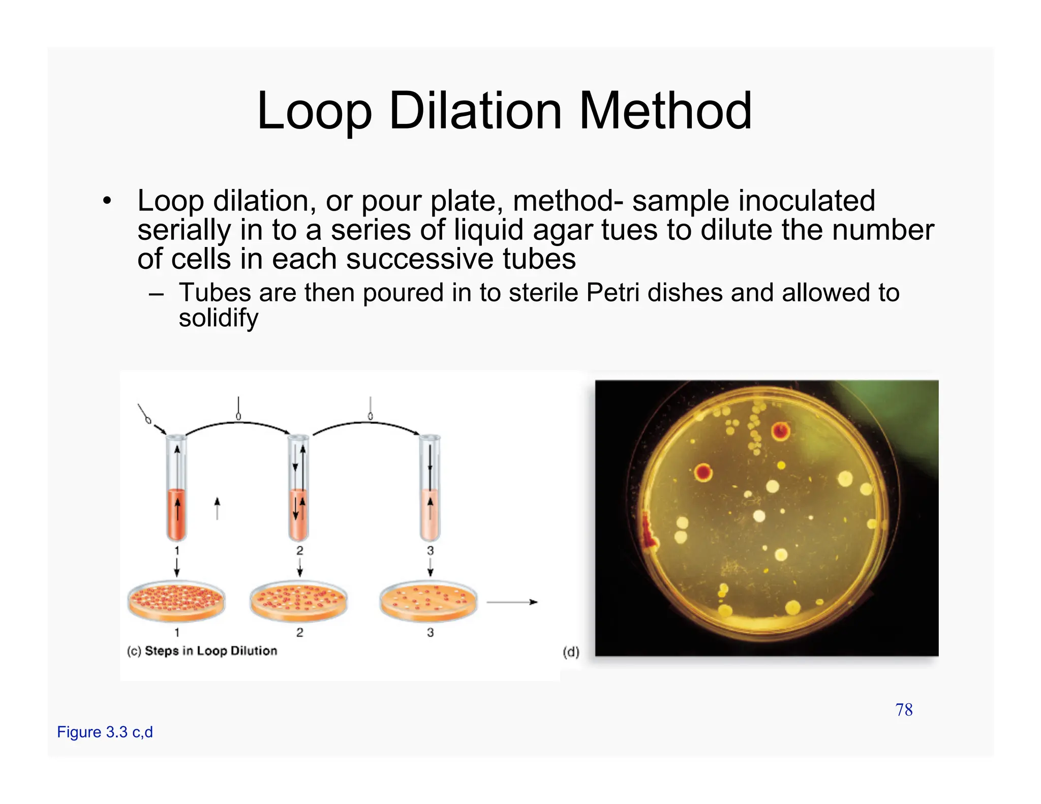 78
Loop Dilation Method
• Loop dilation, or pour plate, method- sample inoculated
serially in to a series of liquid agar tues to dilute the number
of cells in each successive tubes
– Tubes are then poured in to sterile Petri dishes and allowed to
solidify
Figure 3.3 c,d
 