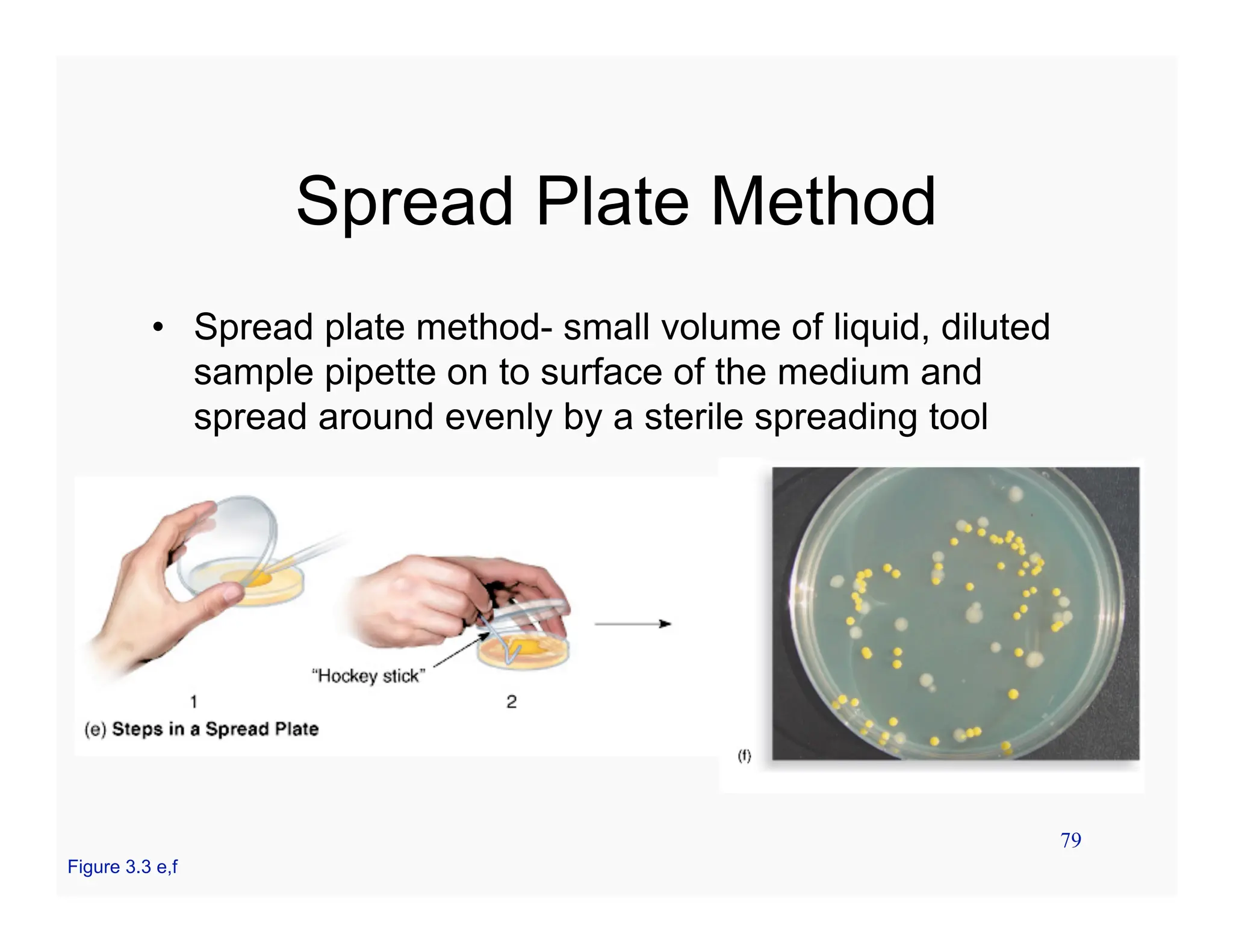 79
Spread Plate Method
• Spread plate method- small volume of liquid, diluted
sample pipette on to surface of the medium and
spread around evenly by a sterile spreading tool
Figure 3.3 e,f
 