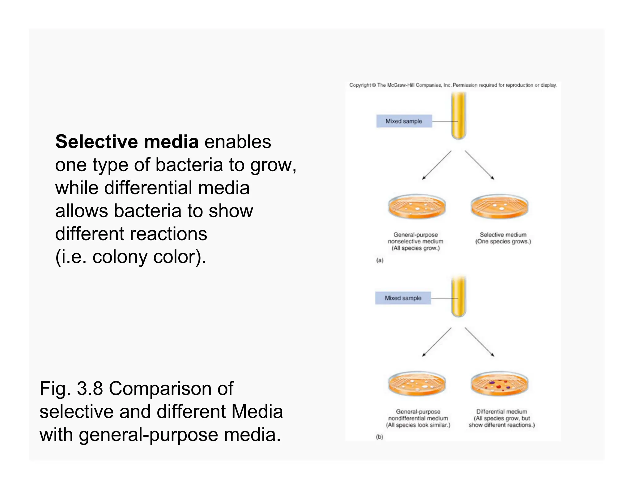92
Selective media enables
one type of bacteria to grow,
while differential media
allows bacteria to show
different reactions
(i.e. colony color).
Fig. 3.8 Comparison of
selective and different Media
with general-purpose media.
 