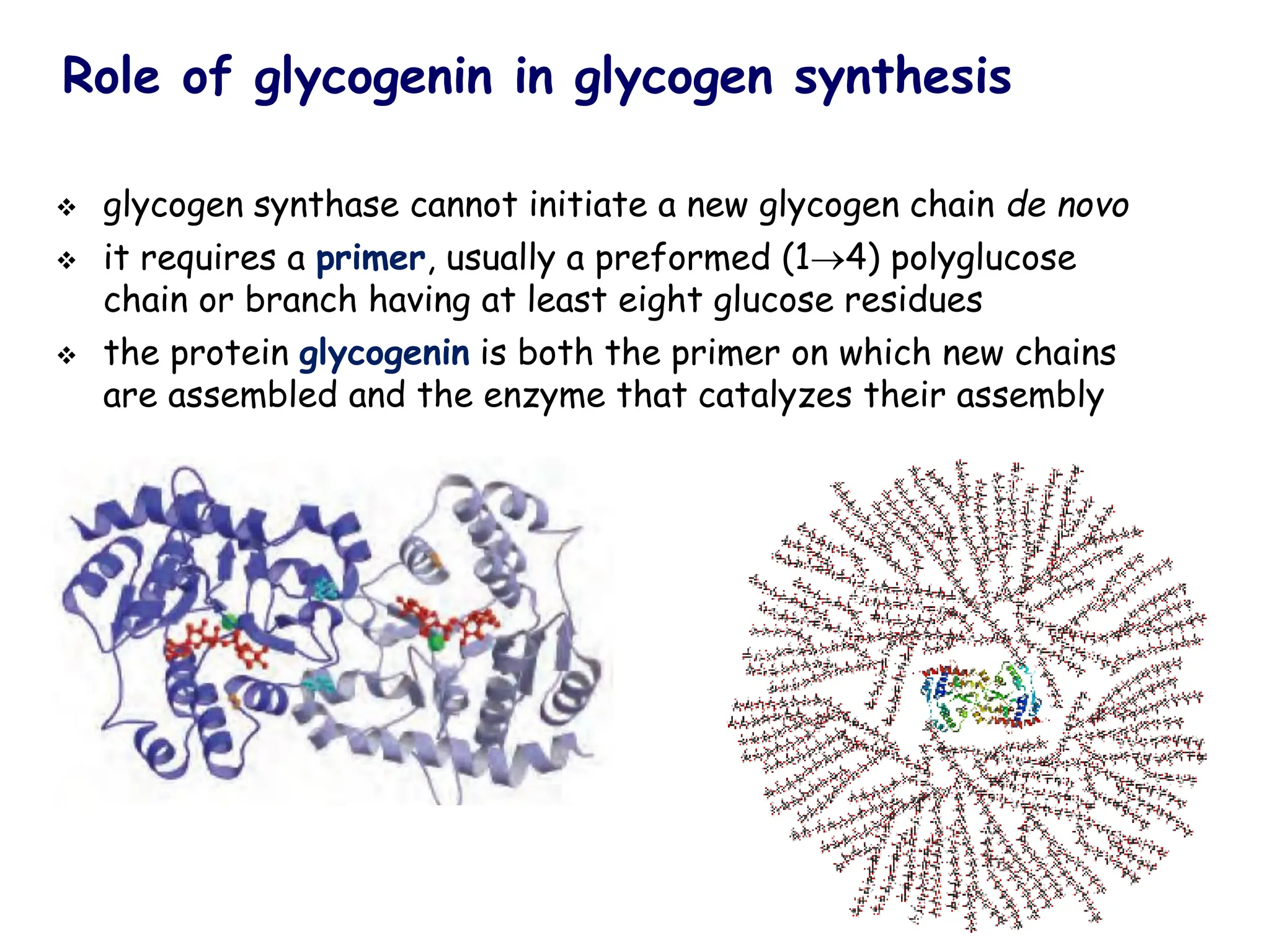 Role of glycogenin in glycogen synthesis
❖ glycogen synthase cannot initiate a new glycogen chain de novo
❖ it requires a primer, usually a preformed (1→4) polyglucose
chain or branch having at least eight glucose residues
❖ the protein glycogenin is both the primer on which new chains
are assembled and the enzyme that catalyzes their assembly
 