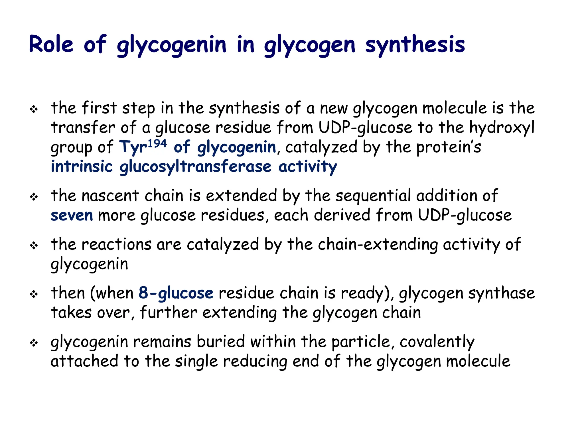 Role of glycogenin in glycogen synthesis
❖ the first step in the synthesis of a new glycogen molecule is the
transfer of a glucose residue from UDP-glucose to the hydroxyl
group of Tyr194 of glycogenin, catalyzed by the protein’s
intrinsic glucosyltransferase activity
❖ the nascent chain is extended by the sequential addition of
seven more glucose residues, each derived from UDP-glucose
❖ the reactions are catalyzed by the chain-extending activity of
glycogenin
❖ then (when 8-glucose residue chain is ready), glycogen synthase
takes over, further extending the glycogen chain
❖ glycogenin remains buried within the particle, covalently
attached to the single reducing end of the glycogen molecule
 