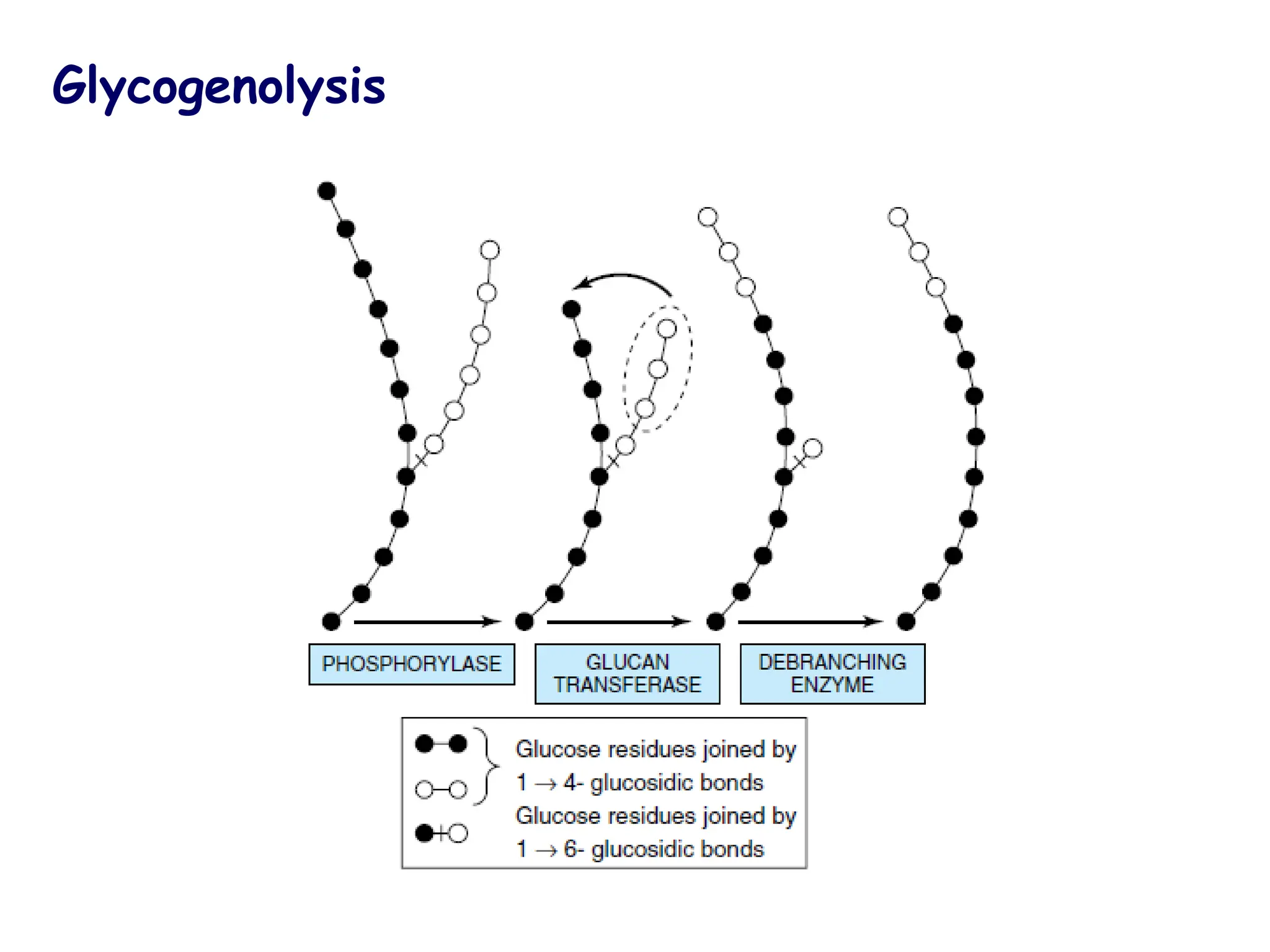 Glycogenolysis
 
