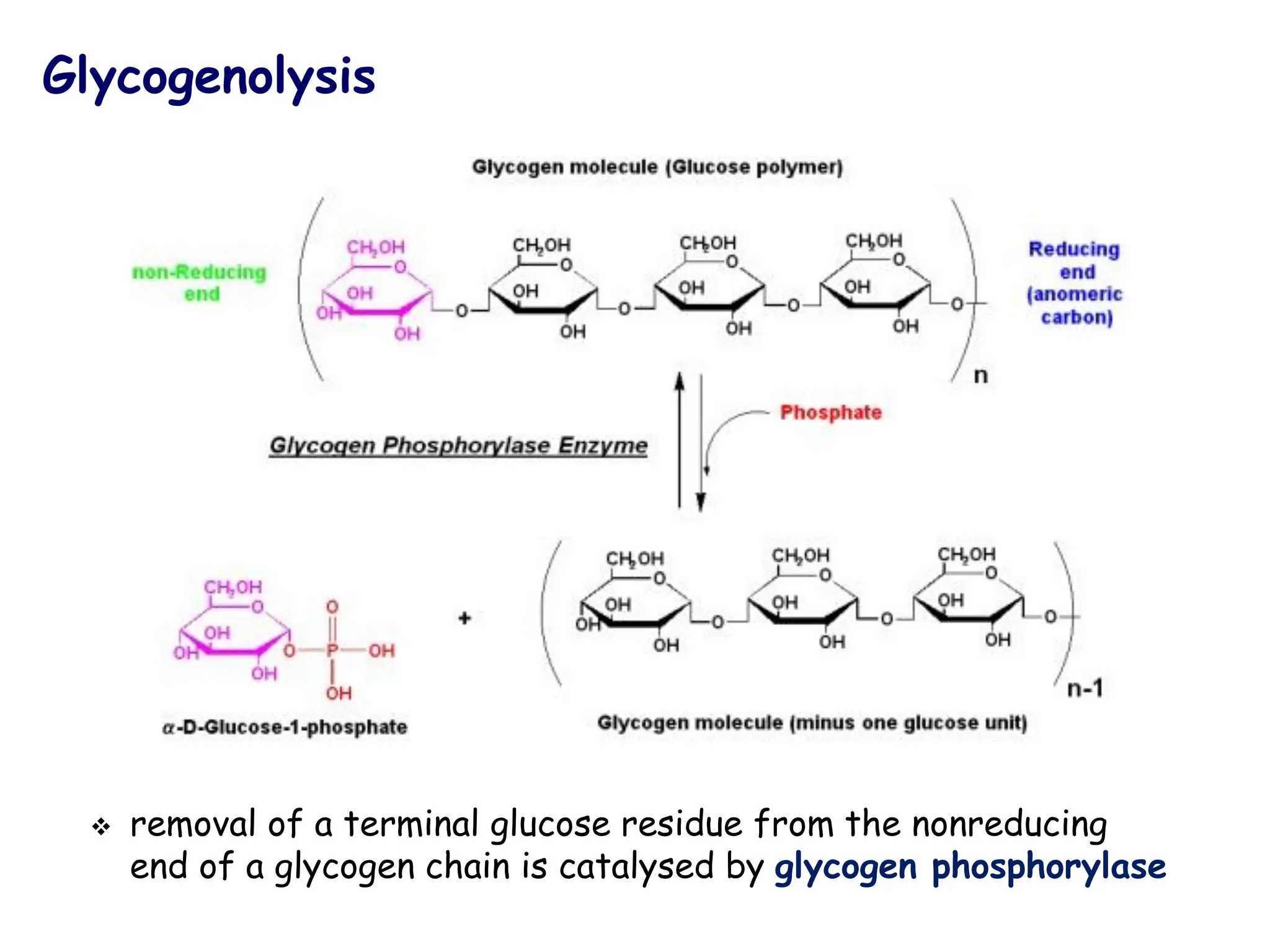 Glycogenolysis
❖ removal of a terminal glucose residue from the nonreducing
end of a glycogen chain is catalysed by glycogen phosphorylase
 