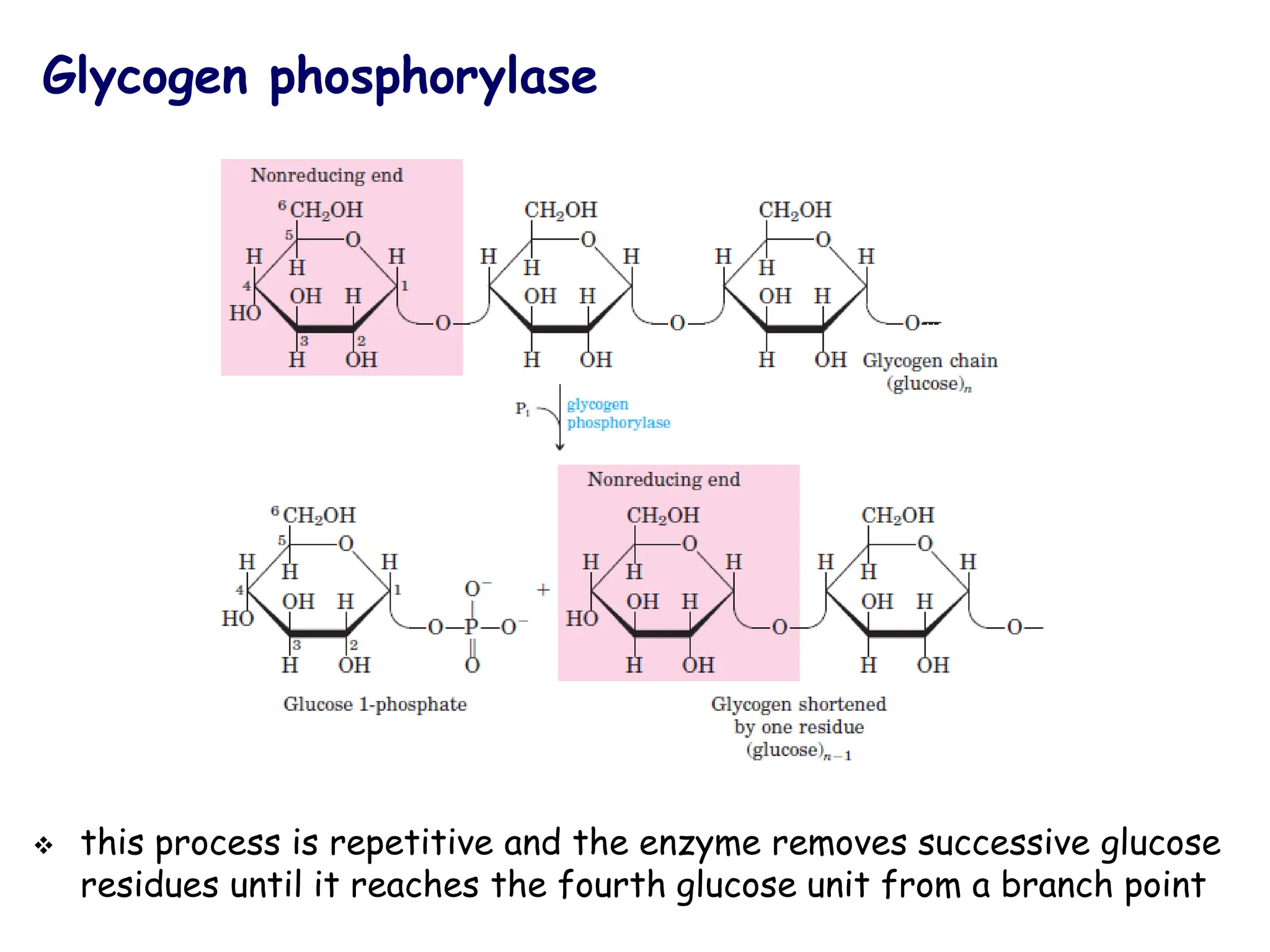 Glycogen phosphorylase
❖ this process is repetitive and the enzyme removes successive glucose
residues until it reaches the fourth glucose unit from a branch point
 