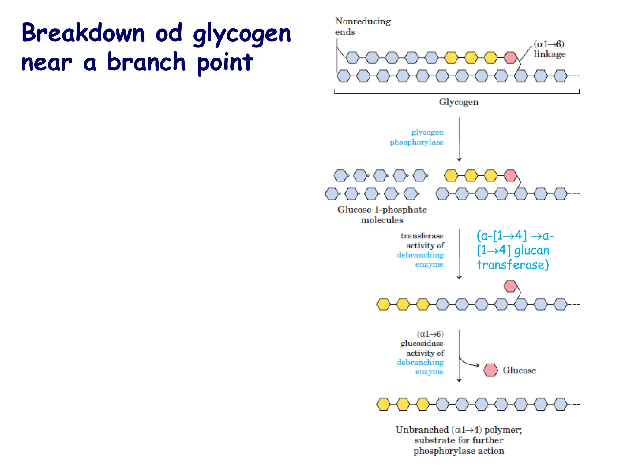 Breakdown od glycogen
near a branch point
(α-[1→4] →α-
[1→4] glucan
transferase)
 