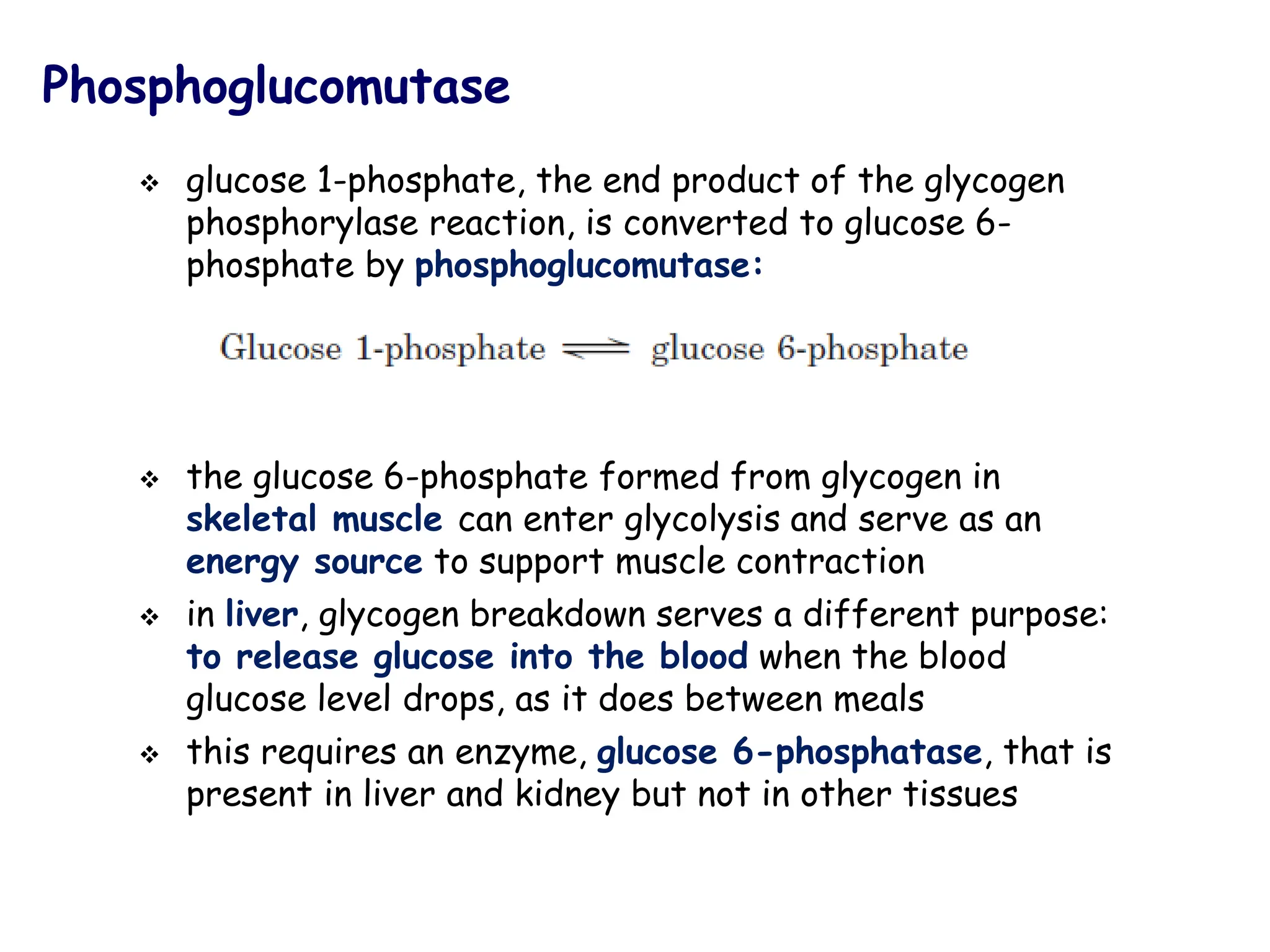 Phosphoglucomutase
❖ glucose 1-phosphate, the end product of the glycogen
phosphorylase reaction, is converted to glucose 6-
phosphate by phosphoglucomutase:
❖ the glucose 6-phosphate formed from glycogen in
skeletal muscle can enter glycolysis and serve as an
energy source to support muscle contraction
❖ in liver, glycogen breakdown serves a different purpose:
to release glucose into the blood when the blood
glucose level drops, as it does between meals
❖ this requires an enzyme, glucose 6-phosphatase, that is
present in liver and kidney but not in other tissues
 