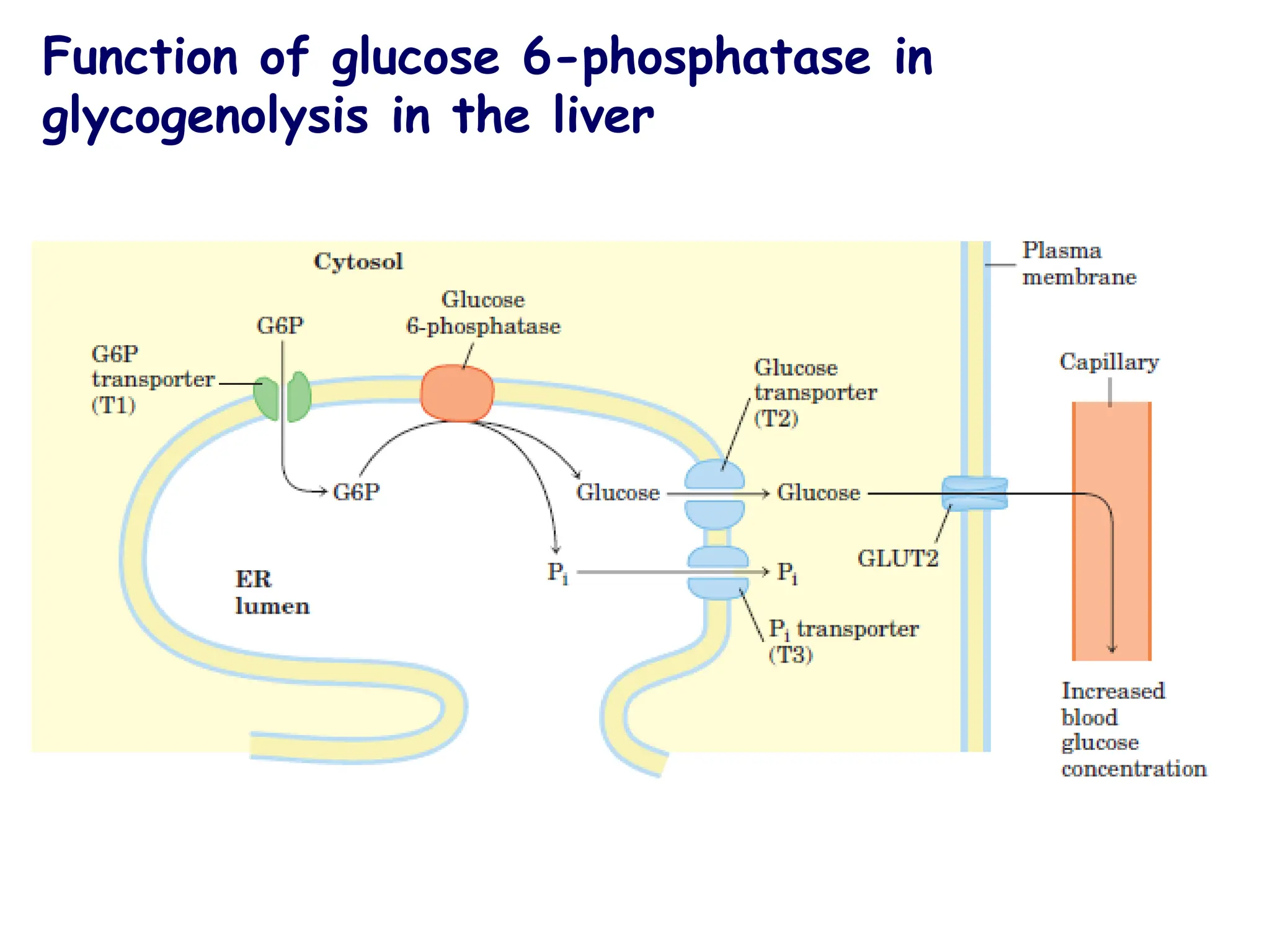 Function of glucose 6-phosphatase in
glycogenolysis in the liver
 