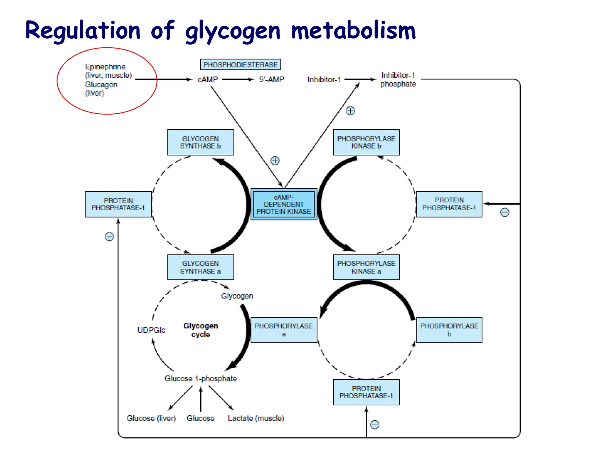 Regulation of glycogen metabolism
 