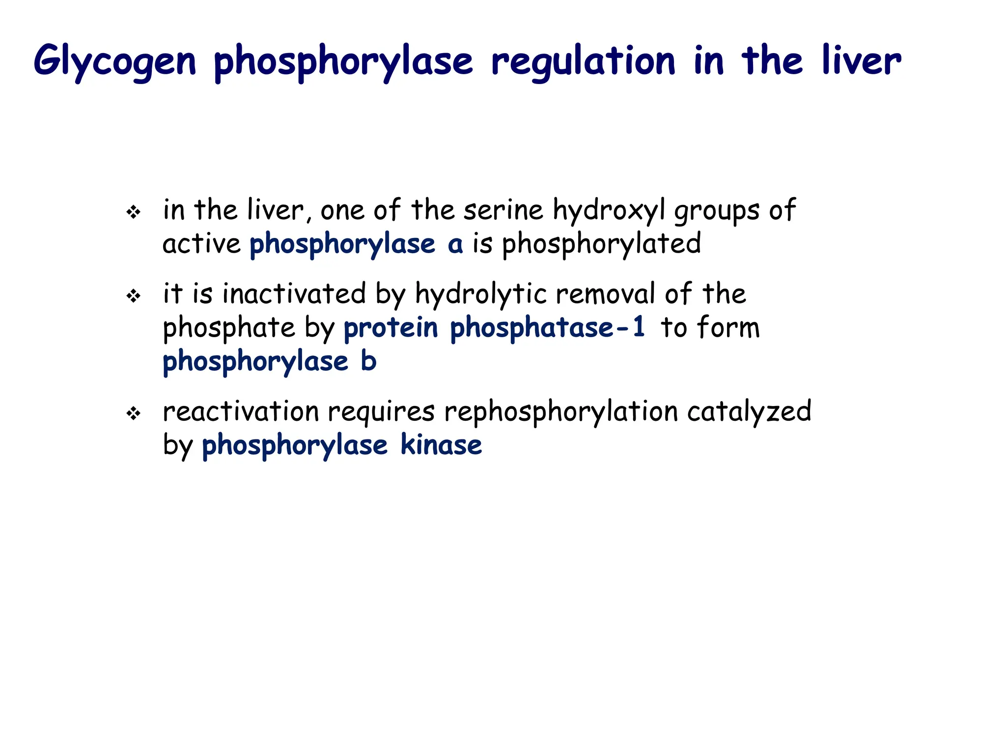 Glycogen phosphorylase regulation in the liver
❖ in the liver, one of the serine hydroxyl groups of
active phosphorylase a is phosphorylated
❖ it is inactivated by hydrolytic removal of the
phosphate by protein phosphatase-1 to form
phosphorylase b
❖ reactivation requires rephosphorylation catalyzed
by phosphorylase kinase
 