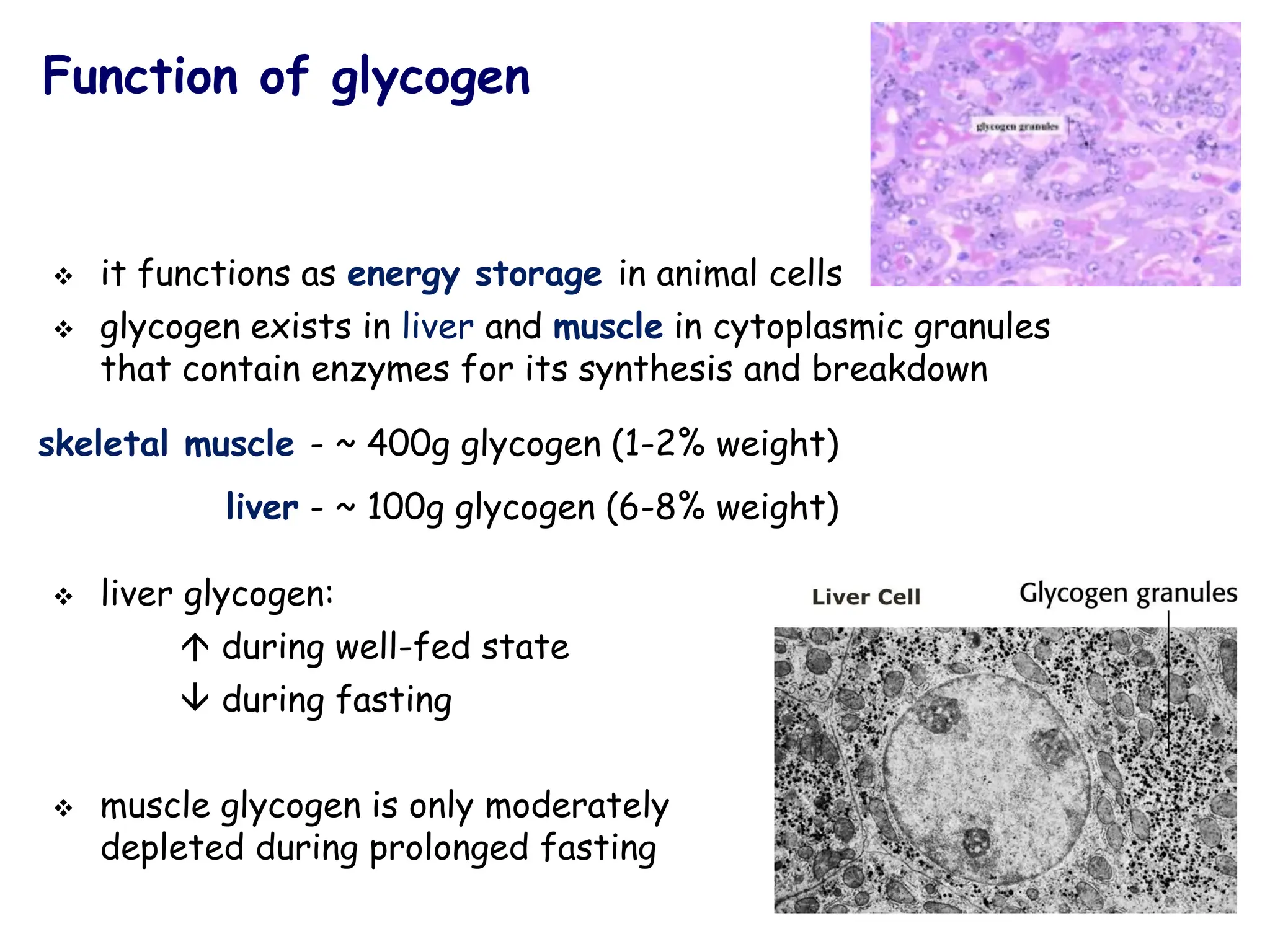 Function of glycogen
❖ it functions as energy storage in animal cells
❖ glycogen exists in liver and muscle in cytoplasmic granules
that contain enzymes for its synthesis and breakdown
skeletal muscle - ~ 400g glycogen (1-2% weight)
liver - ~ 100g glycogen (6-8% weight)
❖ liver glycogen:
 during well-fed state
 during fasting
❖ muscle glycogen is only moderately
depleted during prolonged fasting
 