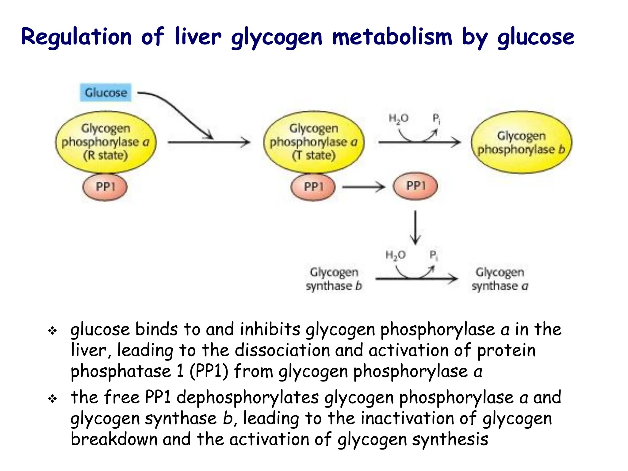 Regulation of liver glycogen metabolism by glucose
❖ glucose binds to and inhibits glycogen phosphorylase a in the
liver, leading to the dissociation and activation of protein
phosphatase 1 (PP1) from glycogen phosphorylase a
❖ the free PP1 dephosphorylates glycogen phosphorylase a and
glycogen synthase b, leading to the inactivation of glycogen
breakdown and the activation of glycogen synthesis
 