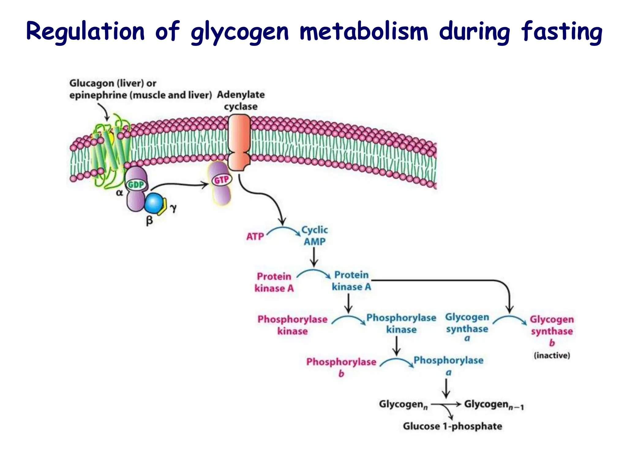 Regulation of glycogen metabolism during fasting
 